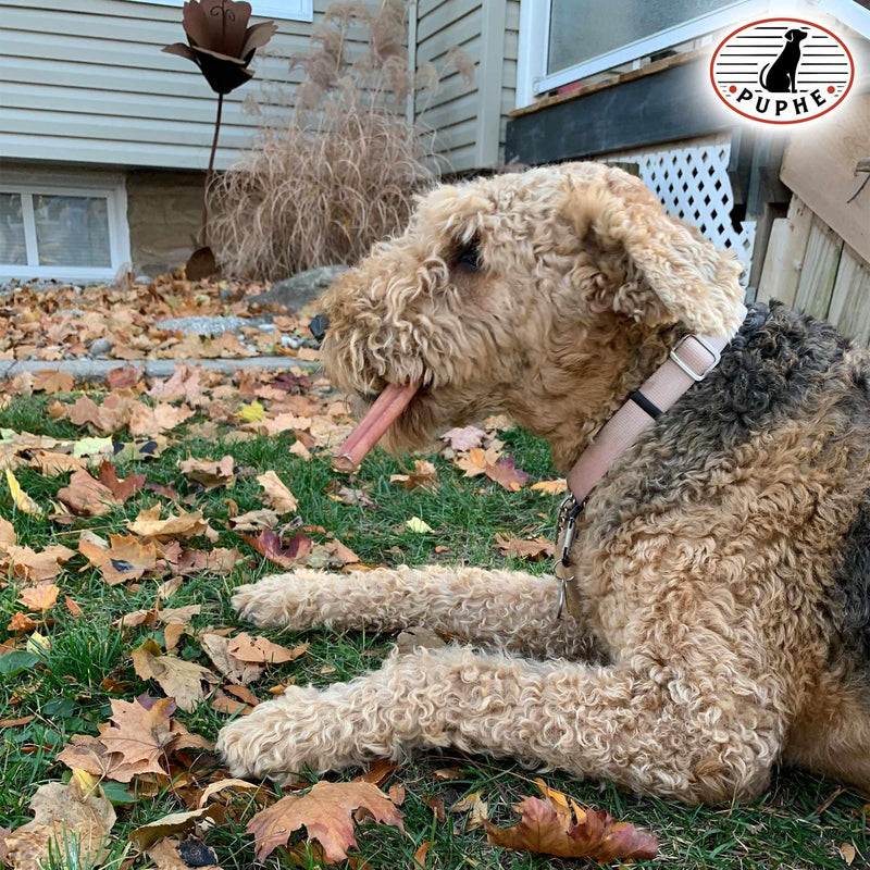 Airedale terrier lying on autumn leaves, chewing a PUPHE bully stick