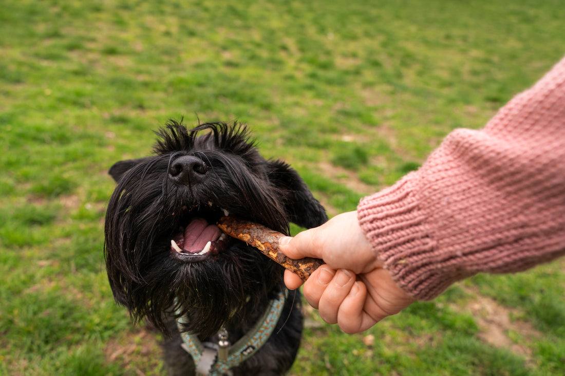 Person giving a bully stick to a small dog outdoors