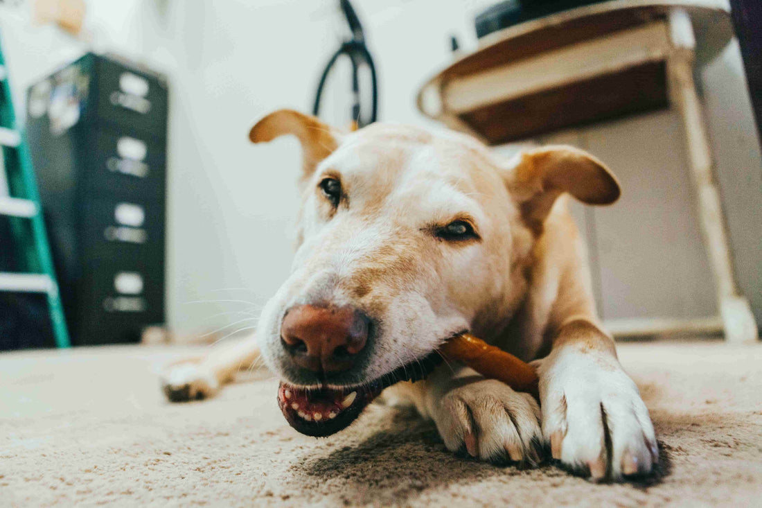 Why Bully Sticks Are a Great Chew Choice for Your Dog