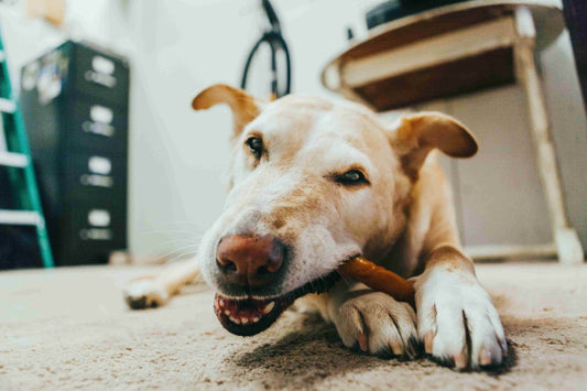 Why Bully Sticks Are a Great Chew Choice for Your Dog