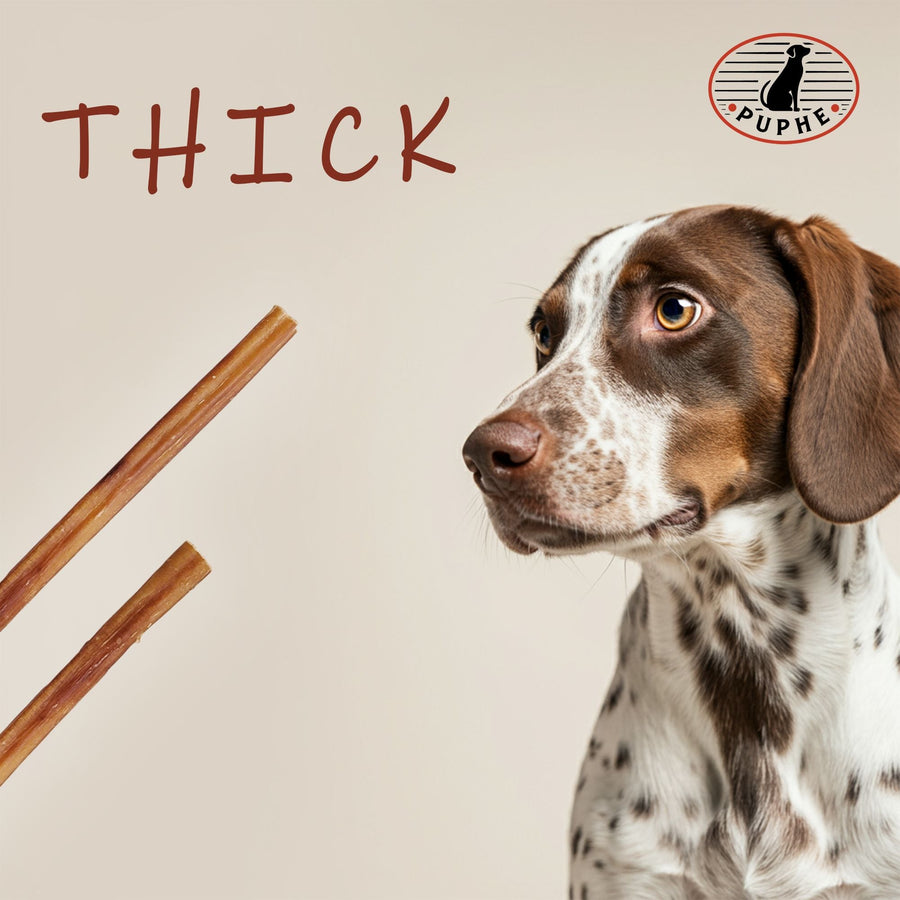 Two thick bully sticks next to a curious dog — the PUPHE thick style