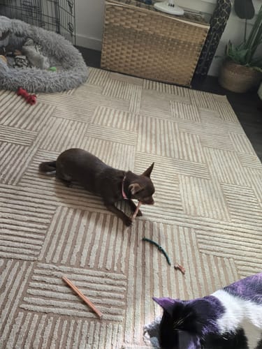 Customer photo of 6-Inch Thin Bully Sticks