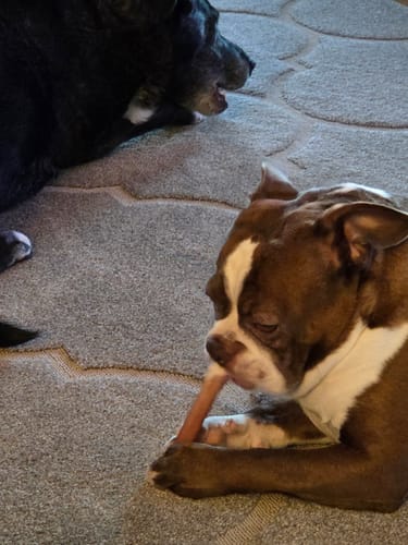 Customer photo of 12-Inch Jumbo Bully Sticks
