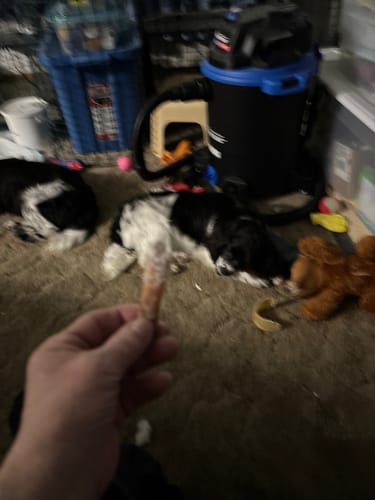 Customer photo of 6-Inch Thick Bully Sticks
