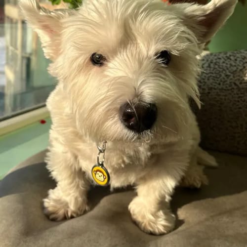 Customer photo of 6-Inch Standard Bully Sticks