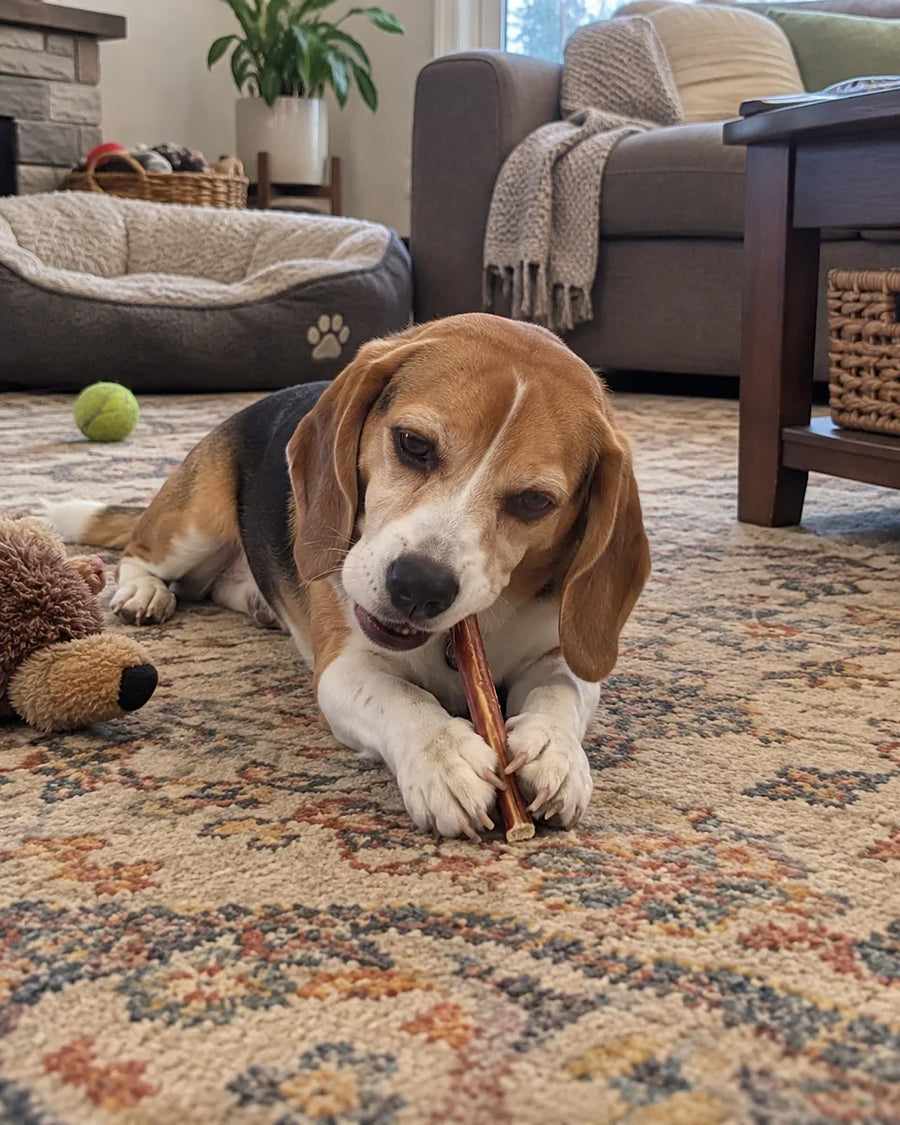 Customer photo of 6-Inch Jumbo Bully Sticks