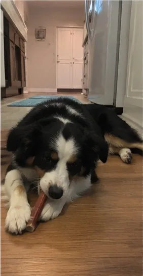 Customer photo of 6-Inch Jumbo Bully Sticks