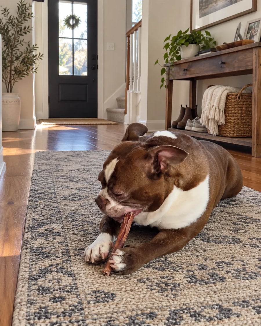 Customer photo of 6-Inch Jumbo Bully Sticks