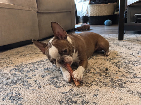 Customer photo of 6-Inch Jumbo Bully Sticks