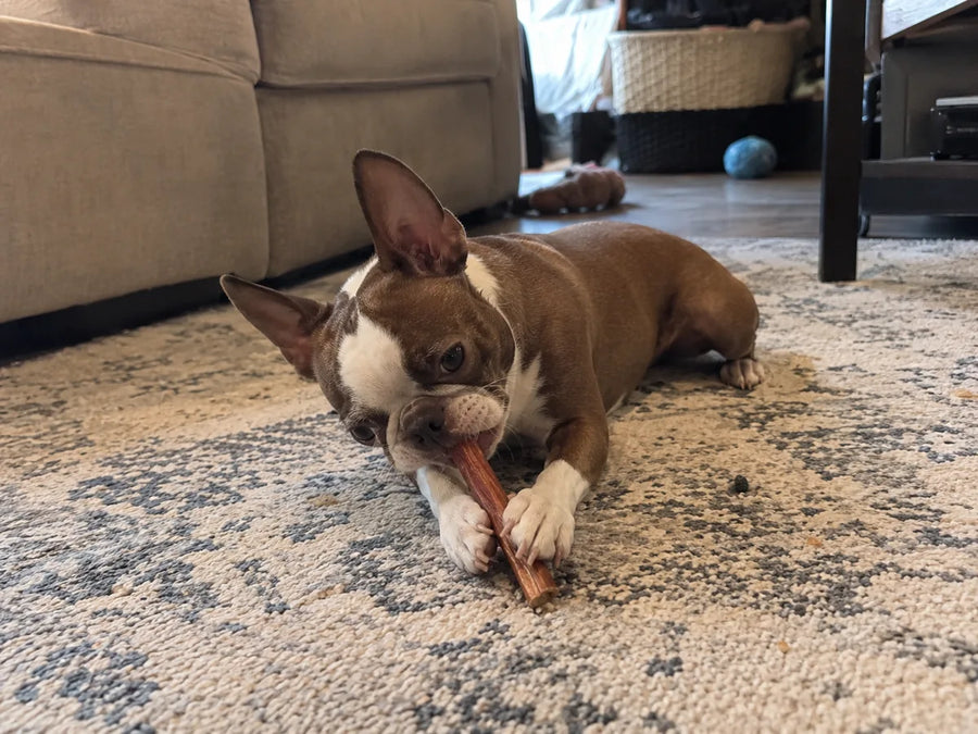 Customer photo of 6-Inch Jumbo Bully Sticks