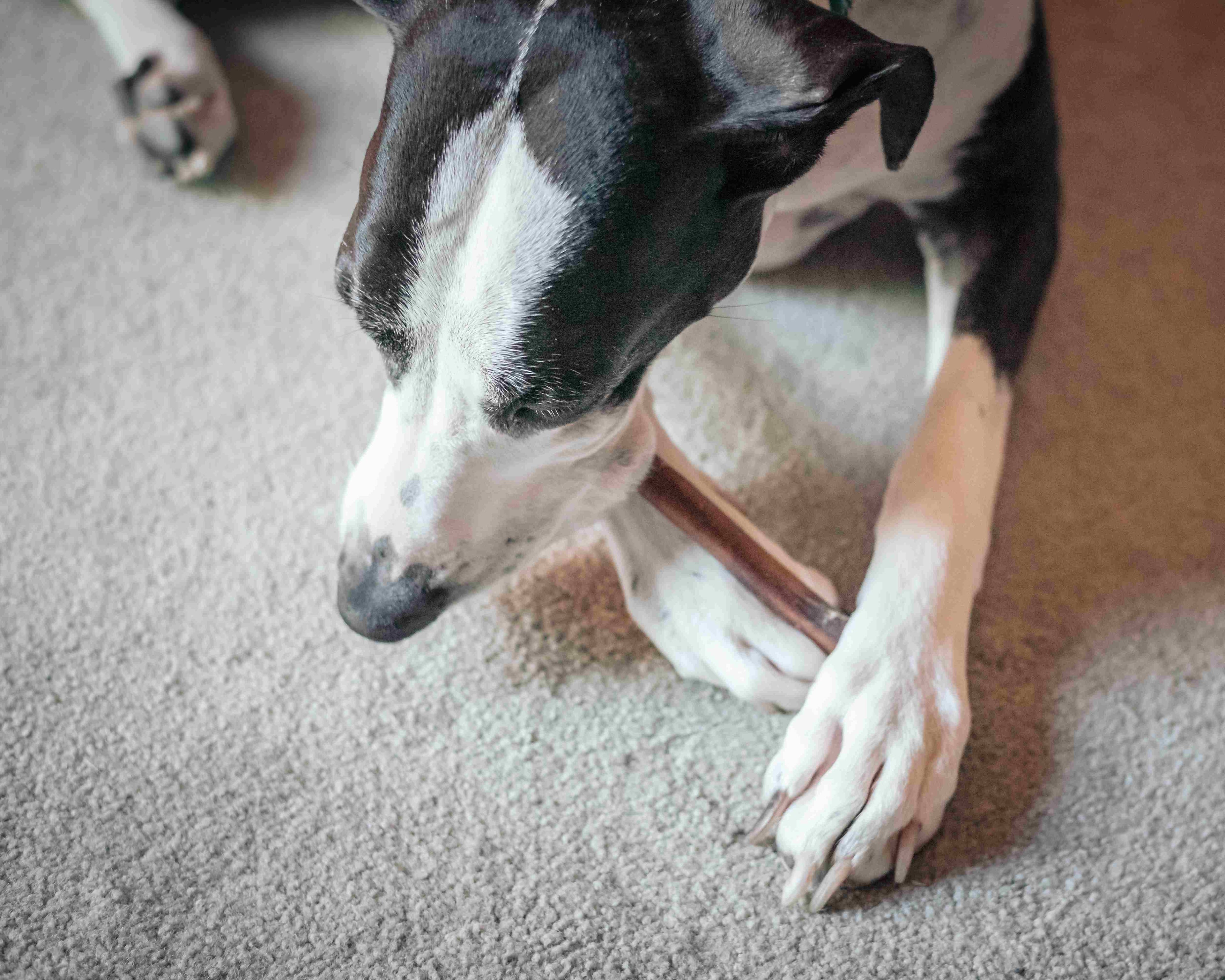 Black and white dog chewing on a Puphe bully stick – natural, long-lasting dog chew