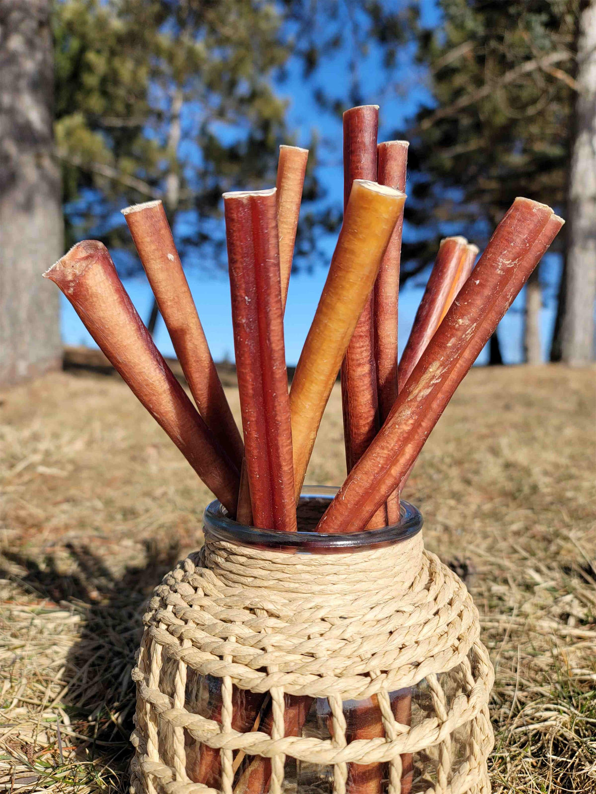 Straight 12-inch bully sticks standing in a woven glass jar outdoors