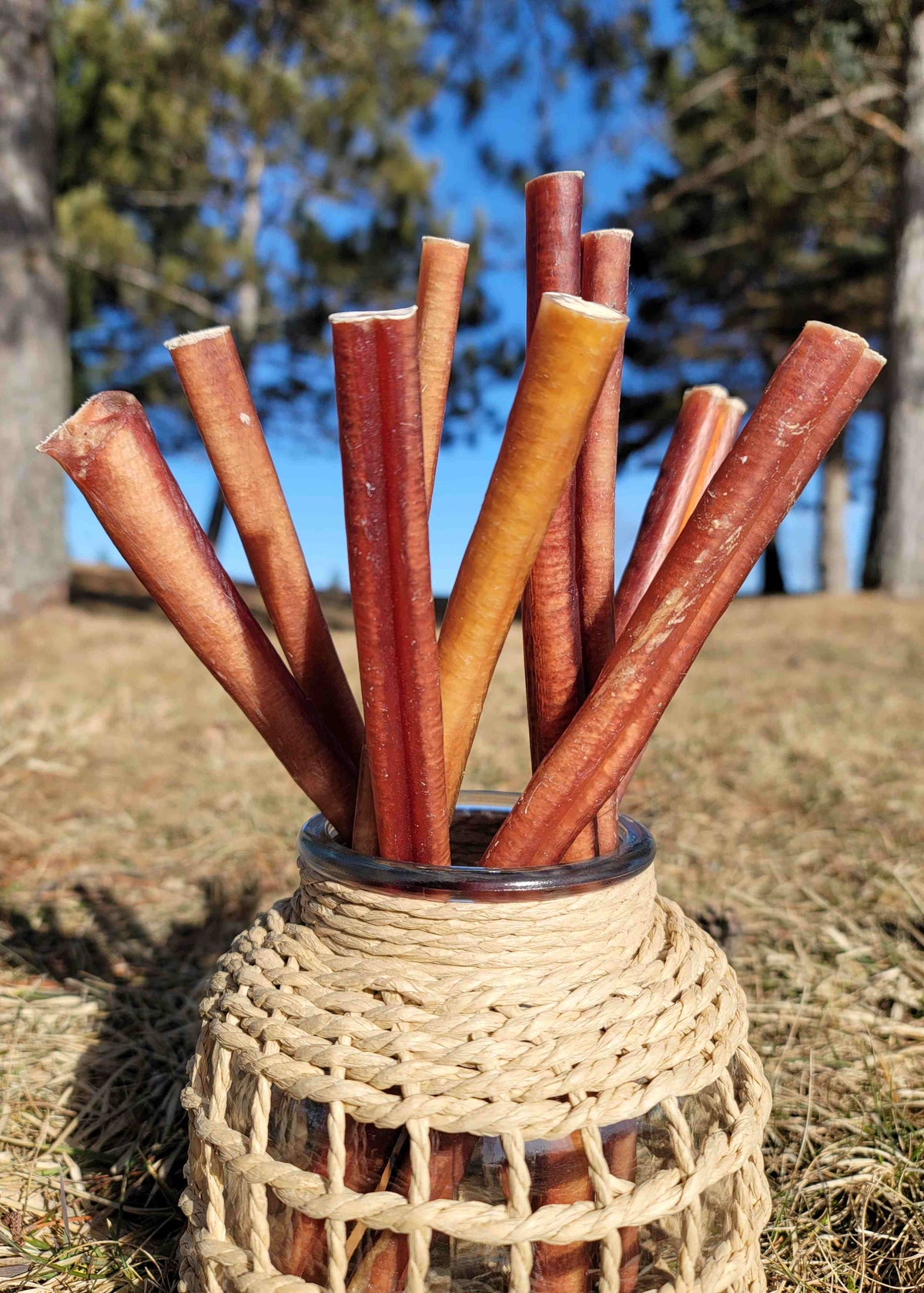 Mixed bully stick bundle in rustic rope jar – outdoor display of natural dog chews