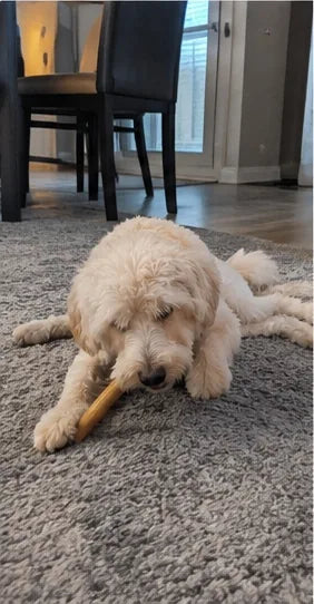 Customer photo of 6-Inch Jumbo Bully Sticks