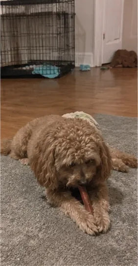 Customer photo of 6-Inch Jumbo Bully Sticks