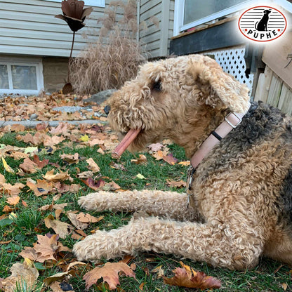 Happy dog chewing natural bully stick outdoors