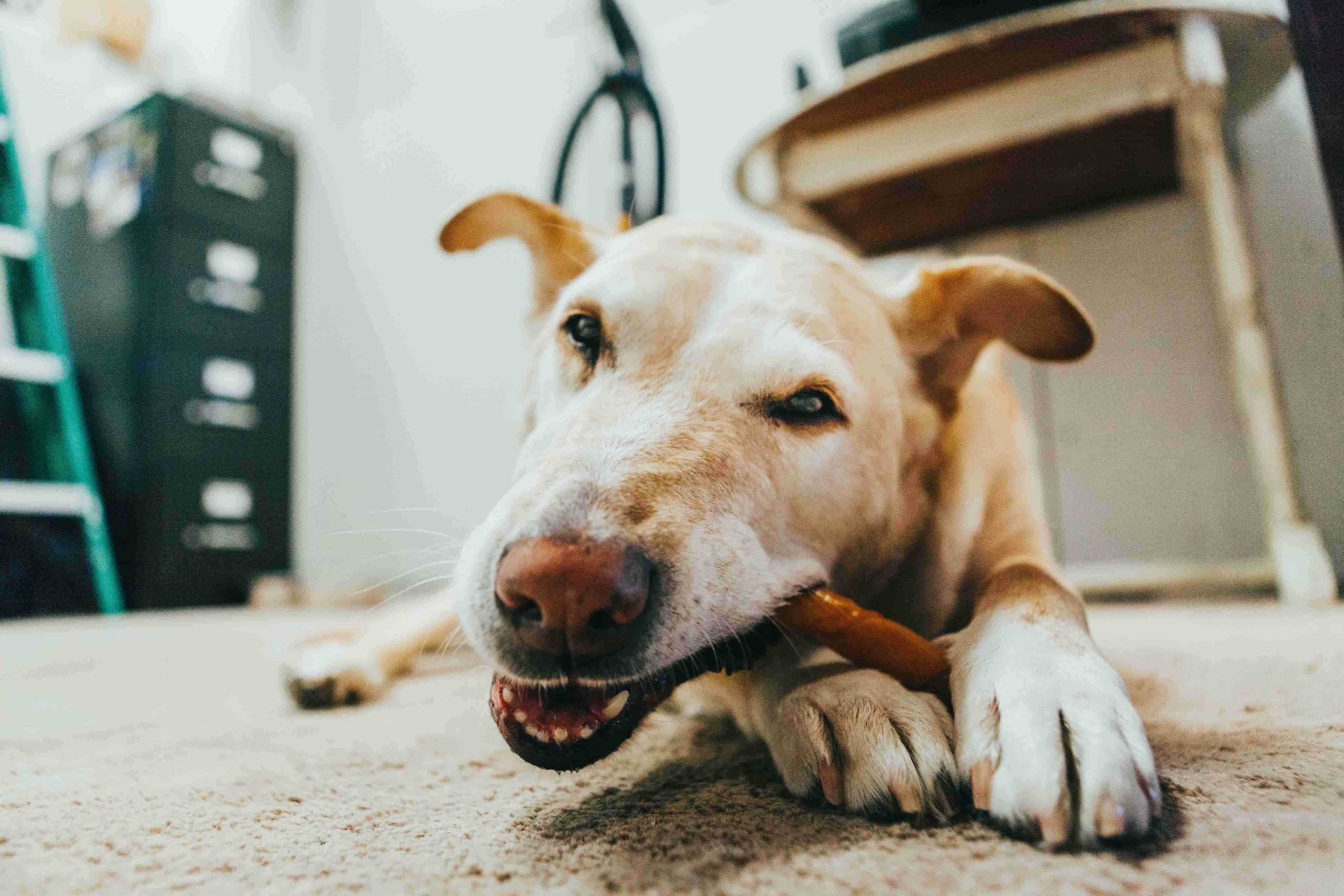 Yellow Labrador chewing a natural bully stick for dental health and strong teeth