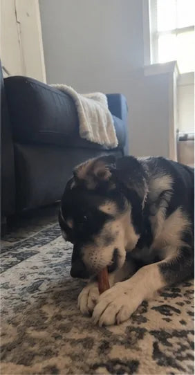 Customer photo of 6-Inch Jumbo Bully Sticks