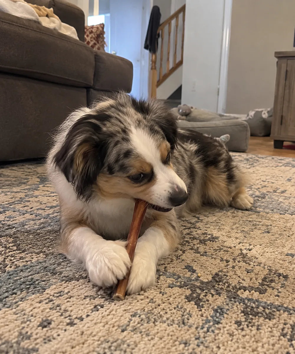 Customer photo of 6-Inch Jumbo Bully Sticks