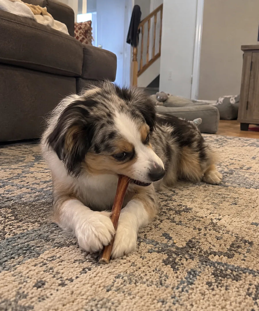 Customer photo of 6-Inch Jumbo Bully Sticks