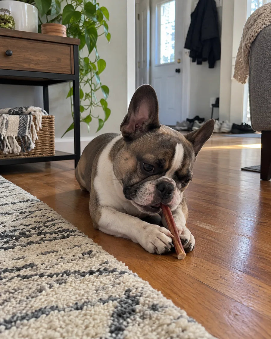Customer photo of 6-Inch Jumbo Bully Sticks