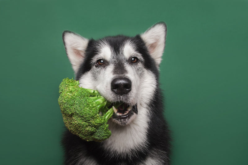 Husky holding broccoli to show healthy diet alongside Puphe natural bully sticks for dogs