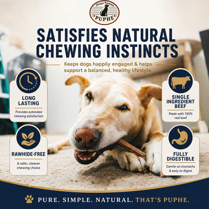 12” Jumbo Bully Sticks for Dogs – All-Natural, Long-Lasting, Low-Odor 100% Beef Chews