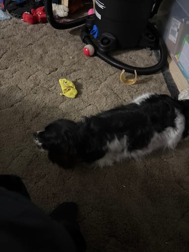 Customer photo of 6-Inch Standard Bully Sticks