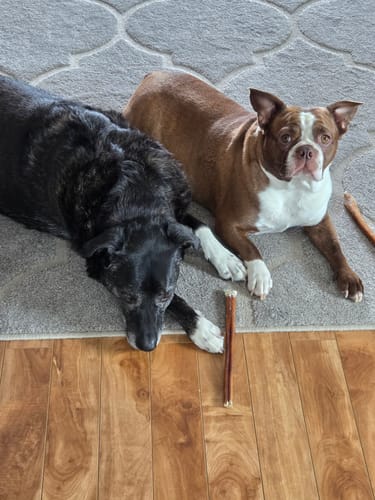 Customer photo of 12-Inch Standard Bully Sticks