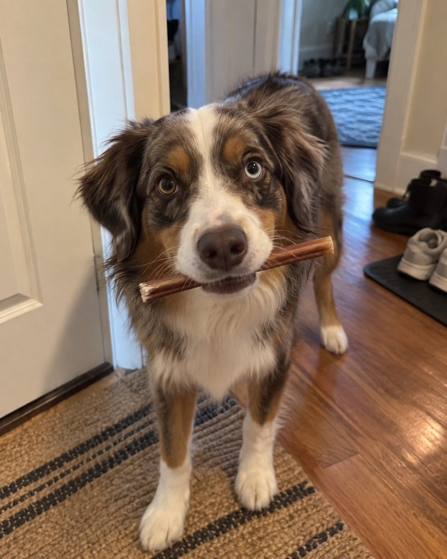 6-Inch Standard Bully Sticks — photo by Martin Groovy