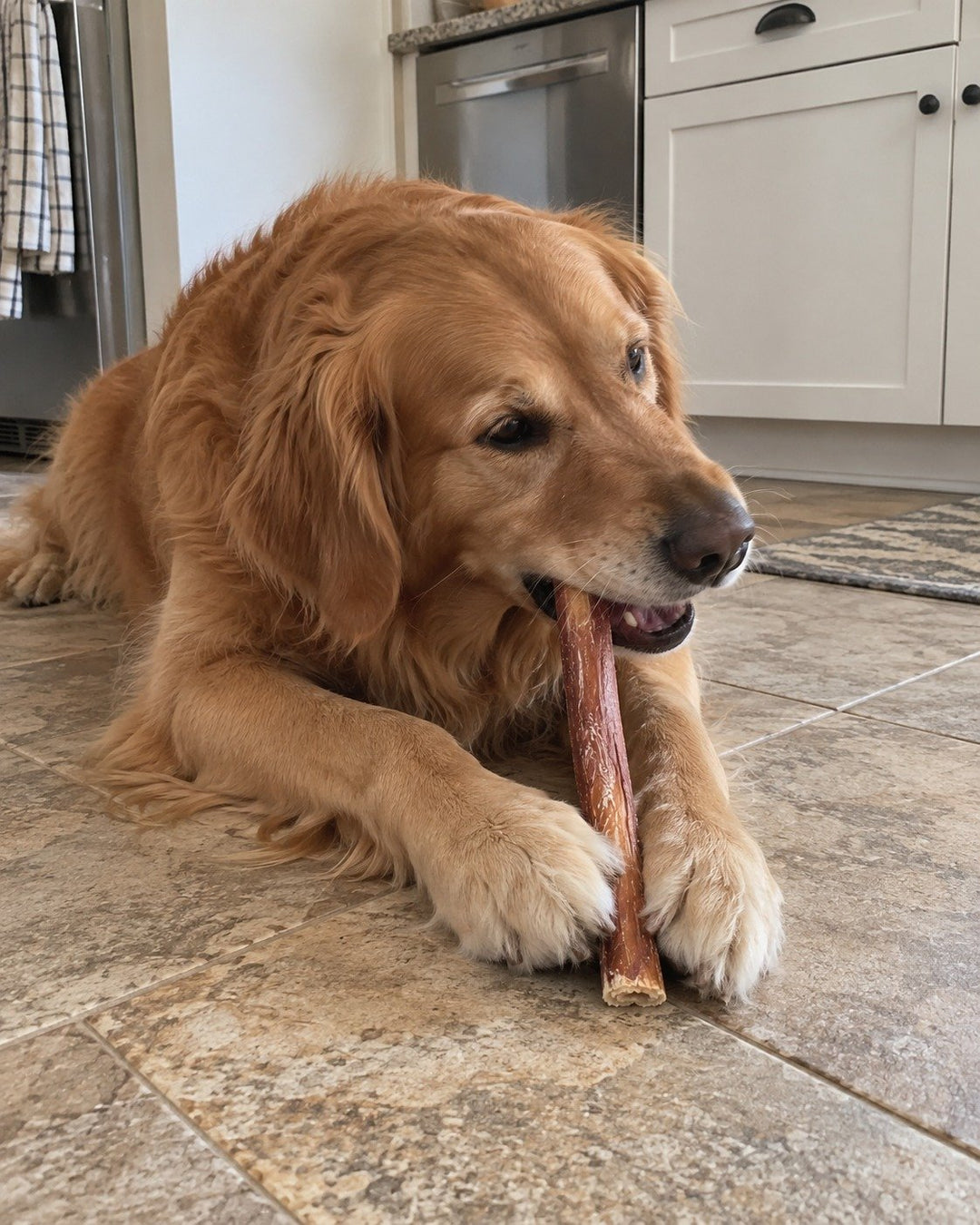 12-Inch Jumbo Bully Sticks — photo by Candy