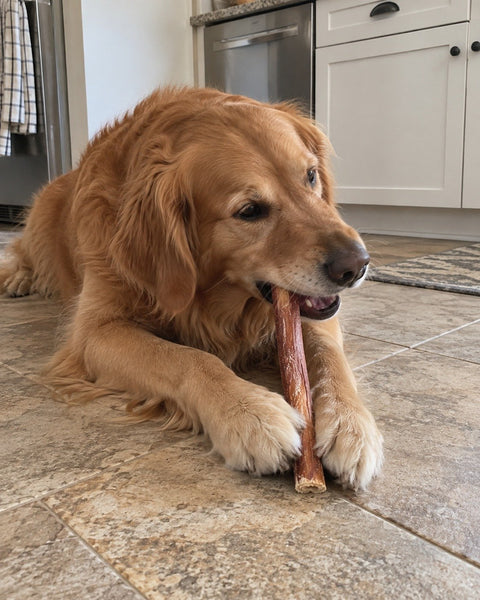 12-Inch Jumbo Bully Sticks — photo by Candy