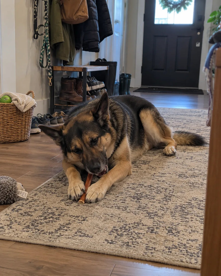 Customer photo of 6-Inch Jumbo Bully Sticks