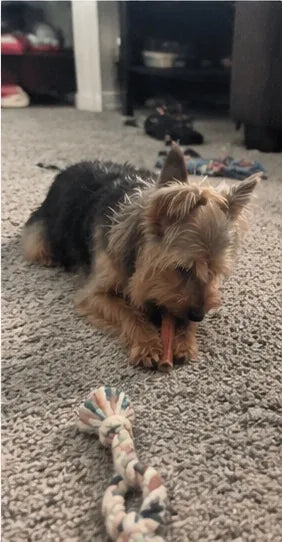 Customer photo of 6-Inch Jumbo Bully Sticks