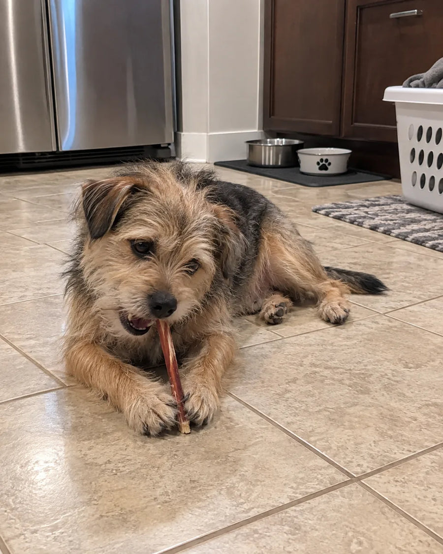 Customer photo of 6-Inch Jumbo Bully Sticks
