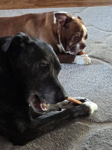 Customer photo of 12-Inch Jumbo Bully Sticks