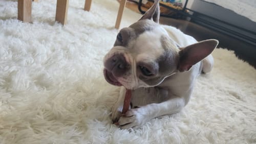 Customer photo of 6-Inch Thick Bully Sticks