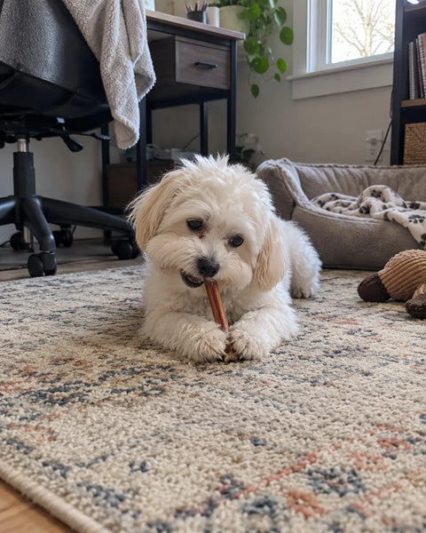 Customer photo of 6-Inch Jumbo Bully Sticks