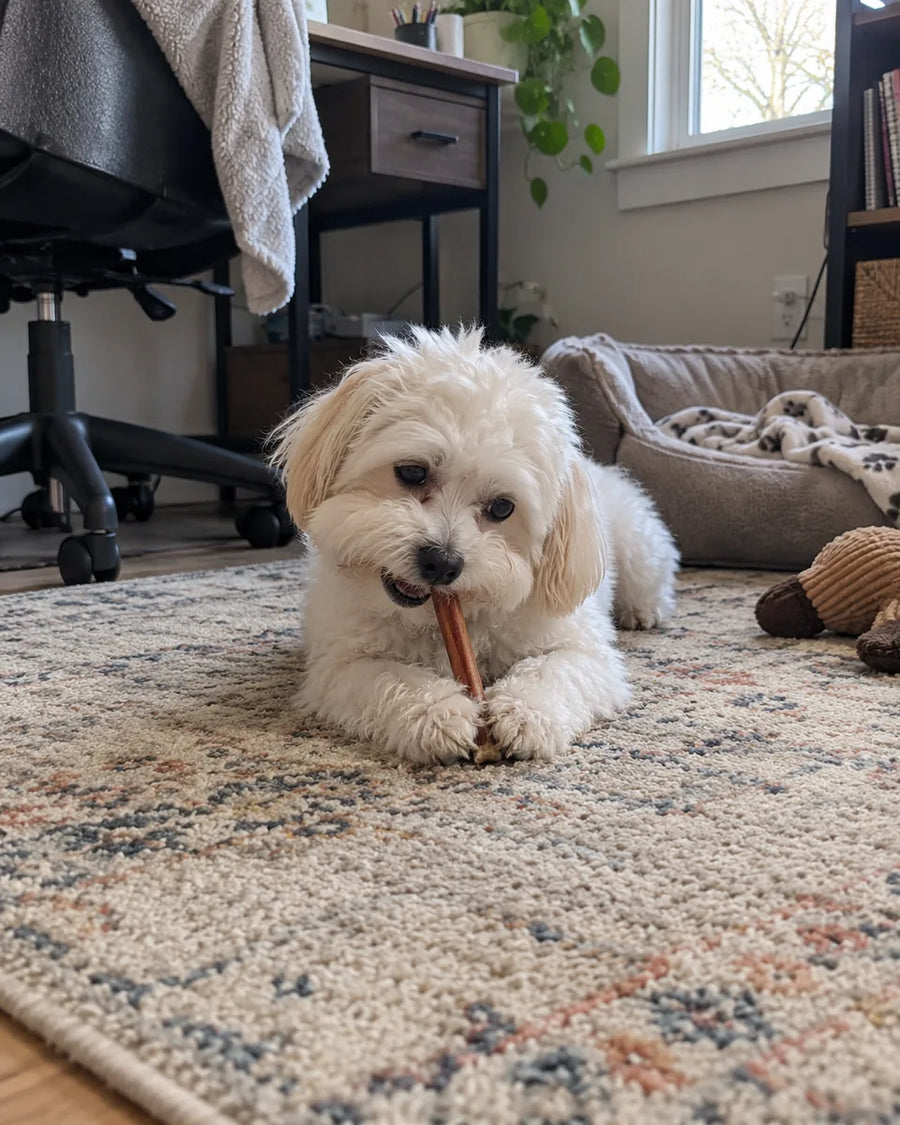 Customer photo of 6-Inch Jumbo Bully Sticks
