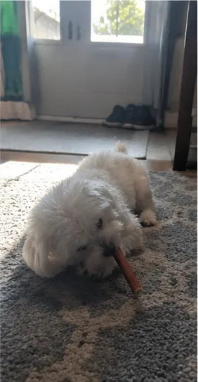 Customer photo of 6-Inch Jumbo Bully Sticks