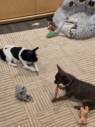 Customer photo of 6-Inch Thin Bully Sticks