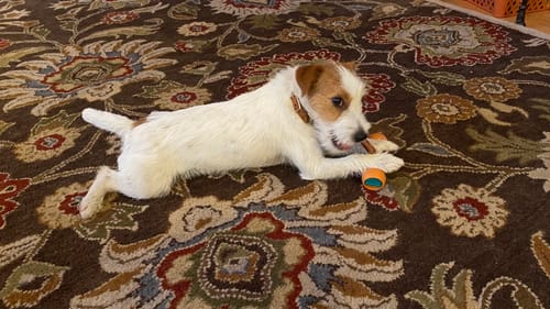 Customer photo of 6-Inch Thick Bully Sticks